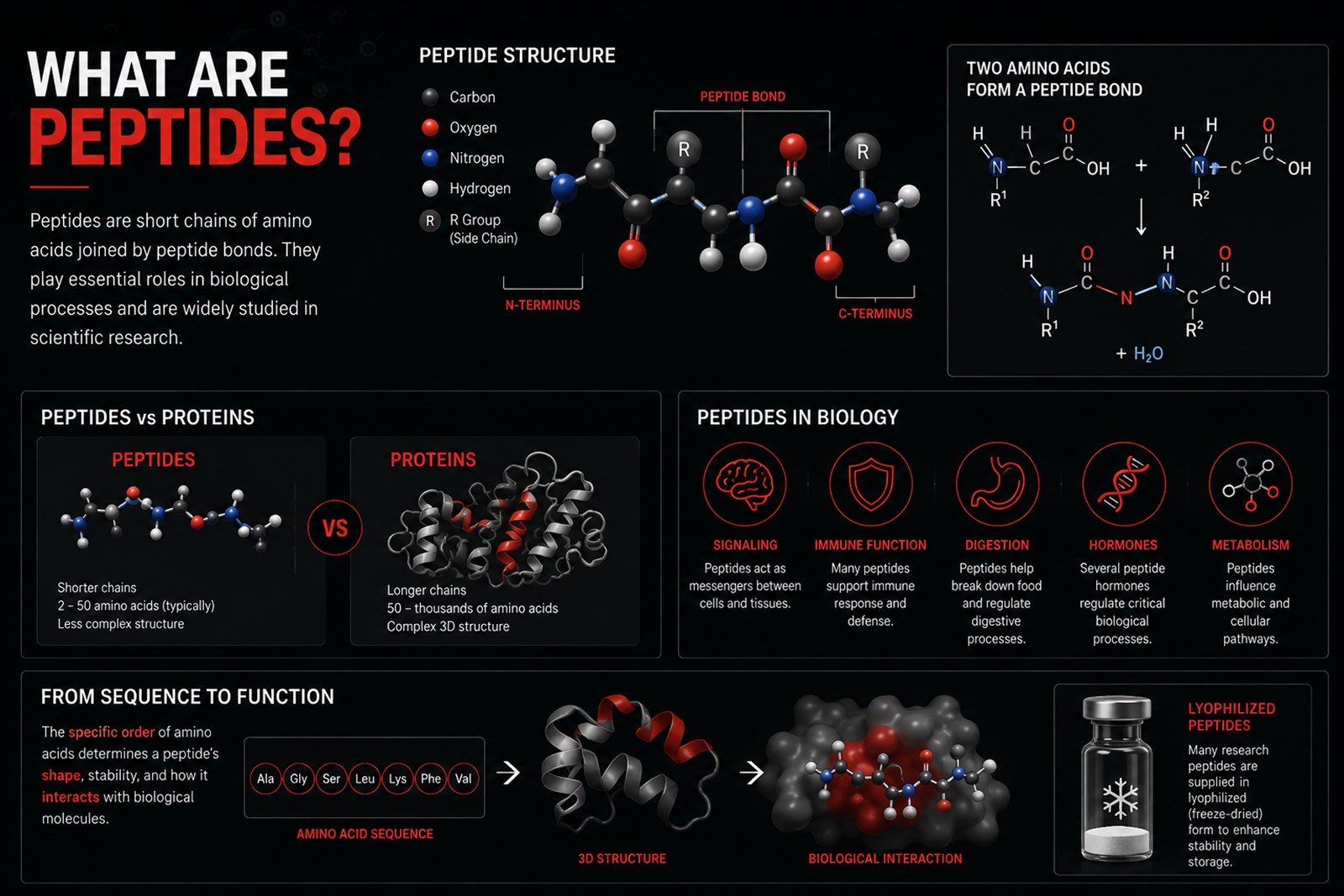 Illustrated guide to peptide structure, amino acids, peptide bonds, and biological roles